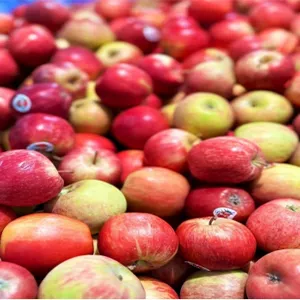 South Africa's Apple Success Drives Demand for Advanced Sorting Solutions