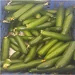 Cucumber popular in grading line as capsicum