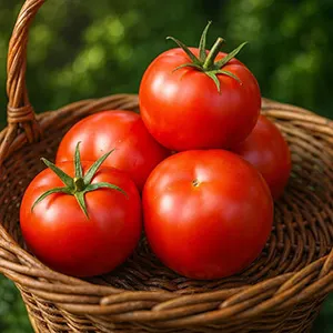 Fstsort Deploys AI-Driven Sorting to Tackle Labor Costs and Scale Production for French Tomato Industry