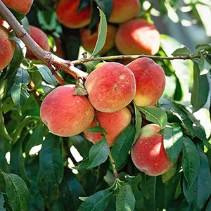 Fstsort's Compact and Affordable Sorter Brings Automation to South Africa's Peach Farms