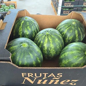 FstSort Atrae Consultas Internacionales para Soluciones de Clasificación de Sandías