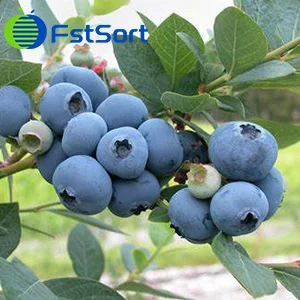 Morocco's blueberry crop sharply reduced by cold spell