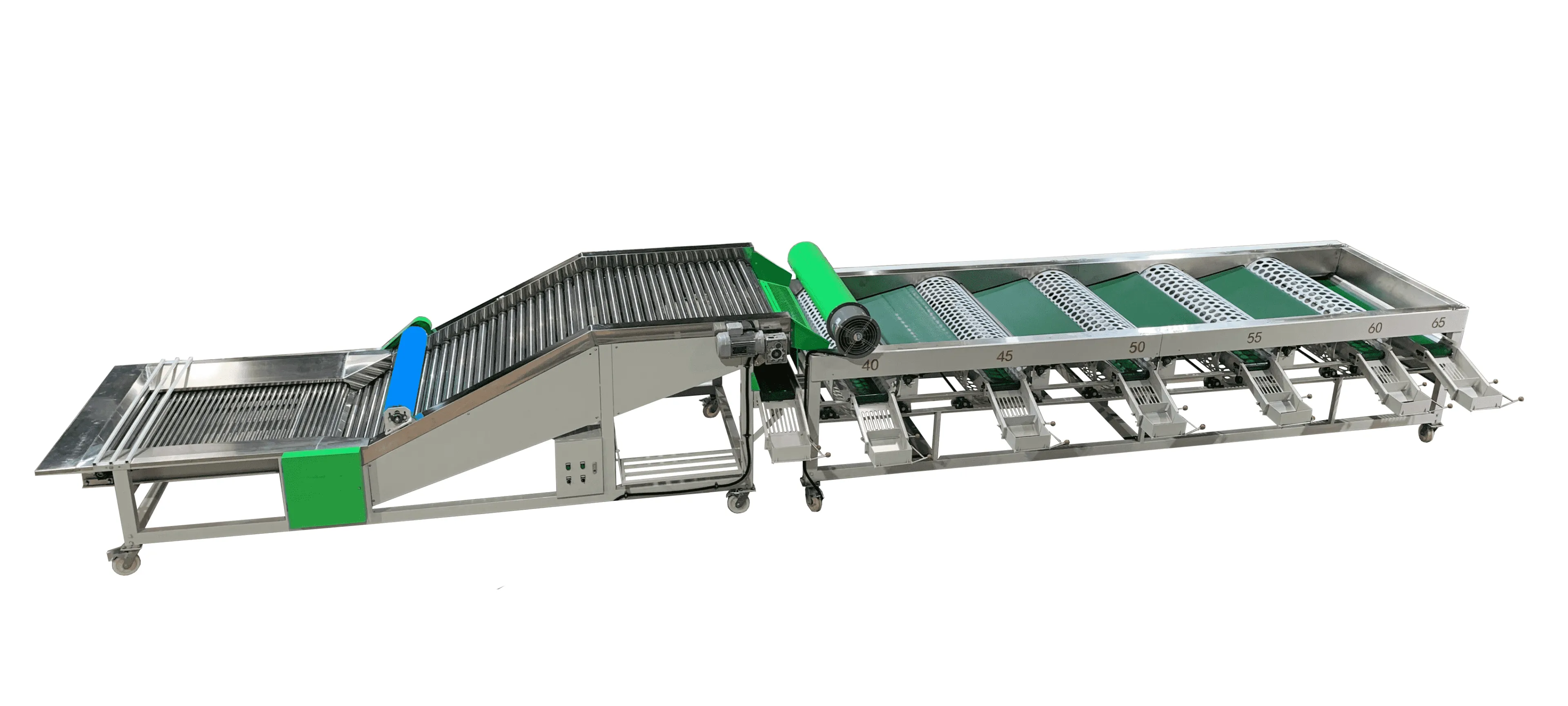 Los precios del ajo aumentan en todos los ámbitos, las ventas de clasificadoras de ajo son buenas