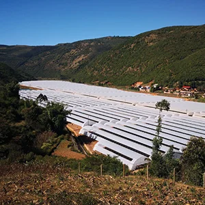 Fstsort Blueberry Grader for Greater Yield!