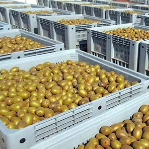 The quality of Chilean kiwis has improved this season