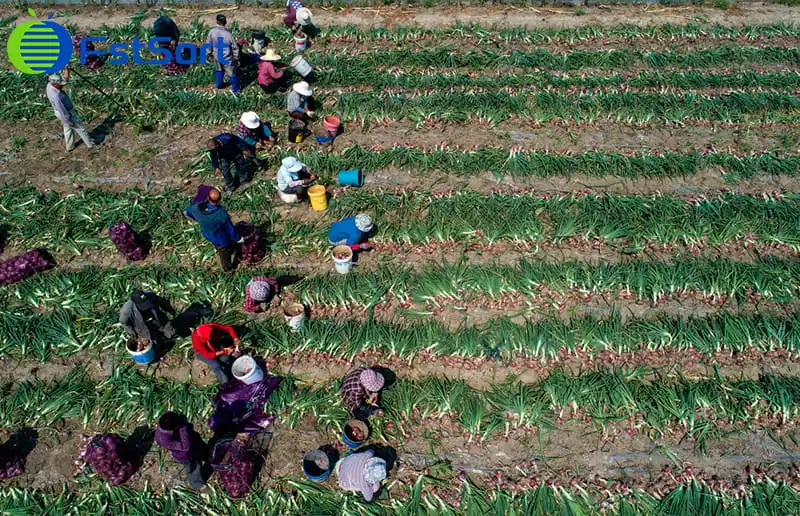 June - Israeli Onion Harvest Season