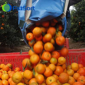 Asministración General de Aduanas: Se permite la exportación de cítricos de Zimbabue a China