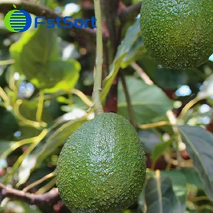 Las exportaciones de aguacate de Kenia a China se duplicarán en 2023