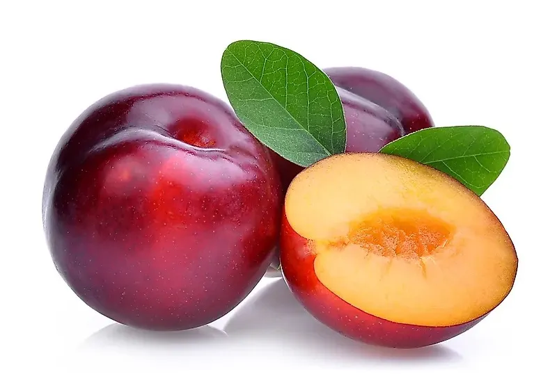 FstSort Introduces Advanced Plum Sorting Machines for Improved Efficiency