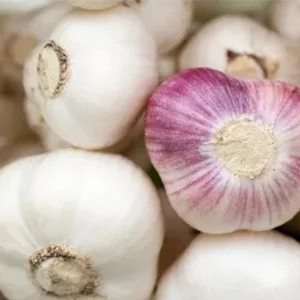 Strong demand for garlic in the international market