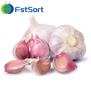 New garlic variety patented in Uzbekistan