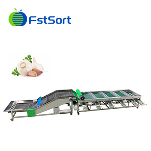 Garlic grading machine，Garlic sorting machine，Garlic sizing equipment，Garlic  sorter，Garlic  grader，vegetable sorting machine，vegetable processing plant，vegetable processing industry，vegetable processing equipment，