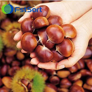 Chestnut sorting machine