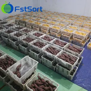 How to clean and sort sweet potatoes with machines