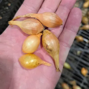 Onions Bulbs Sorting Machine