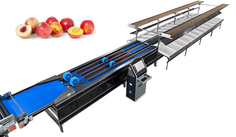 South African Plum and Nectarine Production on the Rise: High-Efficiency Grading Machines Help Capture Market Share