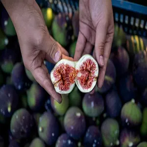 A New Harvest of Efficiency: How Fstsort's Technology is Empowering Turkey's Fig Farming Communities