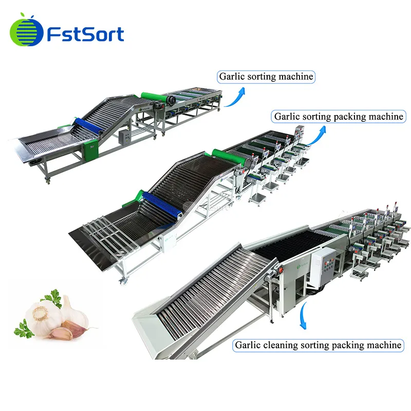 How is Spanish garlic quickly sorted by size