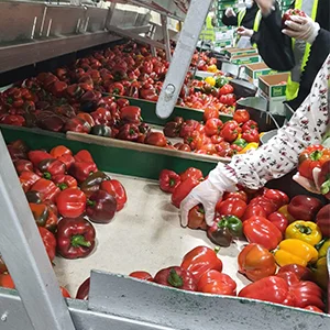 Sorting Machine Is Used for Oman’s “Desert Magic” Bell Peppers