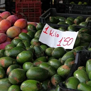The Fstsort avocado processing line