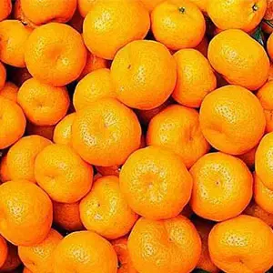 South Africa citrus plans to expand its sino-japanese refrigerated shipping program