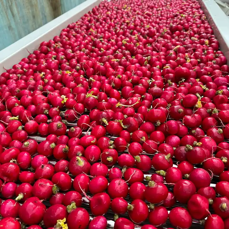 FstSort New Attempt--Cherry radish grading machine