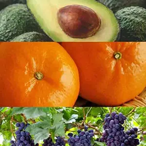 Peruvian fruits become the main driving force of agricultural export growth