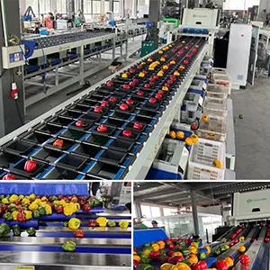 Pepper Optical Machine