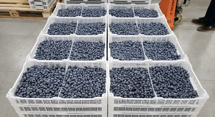 Agrovision expects Peruvian blueberry production to reach 33,000 tons, a new high