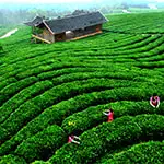 Potato processing equipment in China market