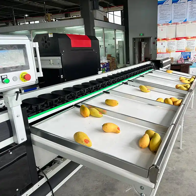 FstSort nuevo equipo de clasificación